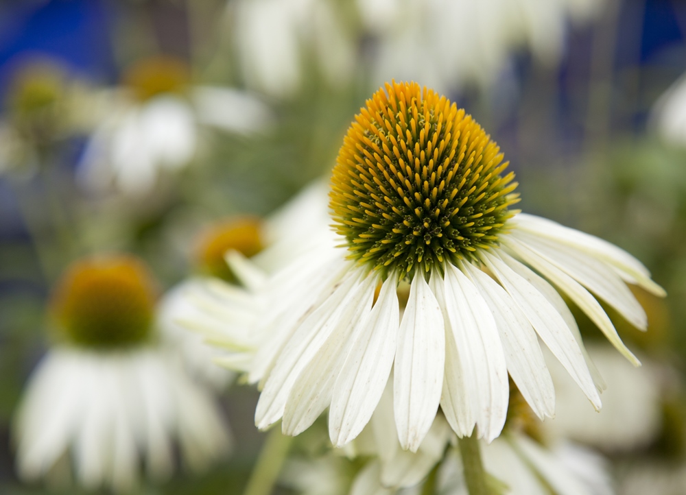 White Petals Purple эхинацея