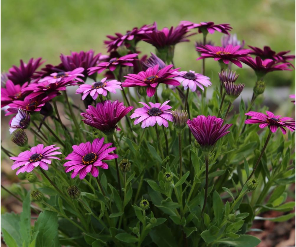 Osteospermum Sklep Nasiona