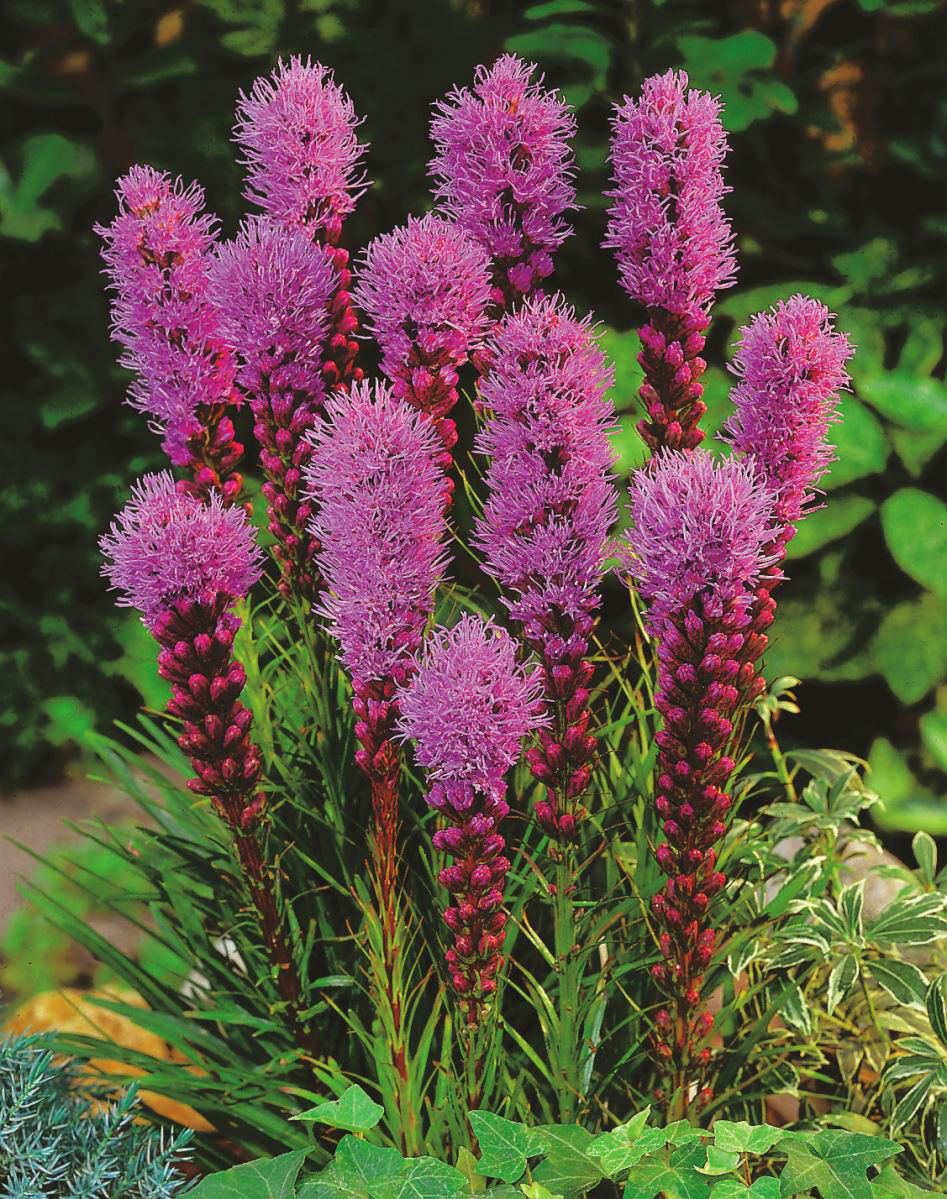 Liatris spicata фото