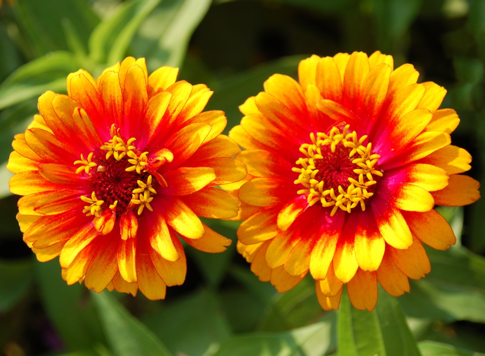 Cynia meksykańska - 300 nasion w Sklep-Nasiona | Sprawdź darmową wysyłkę