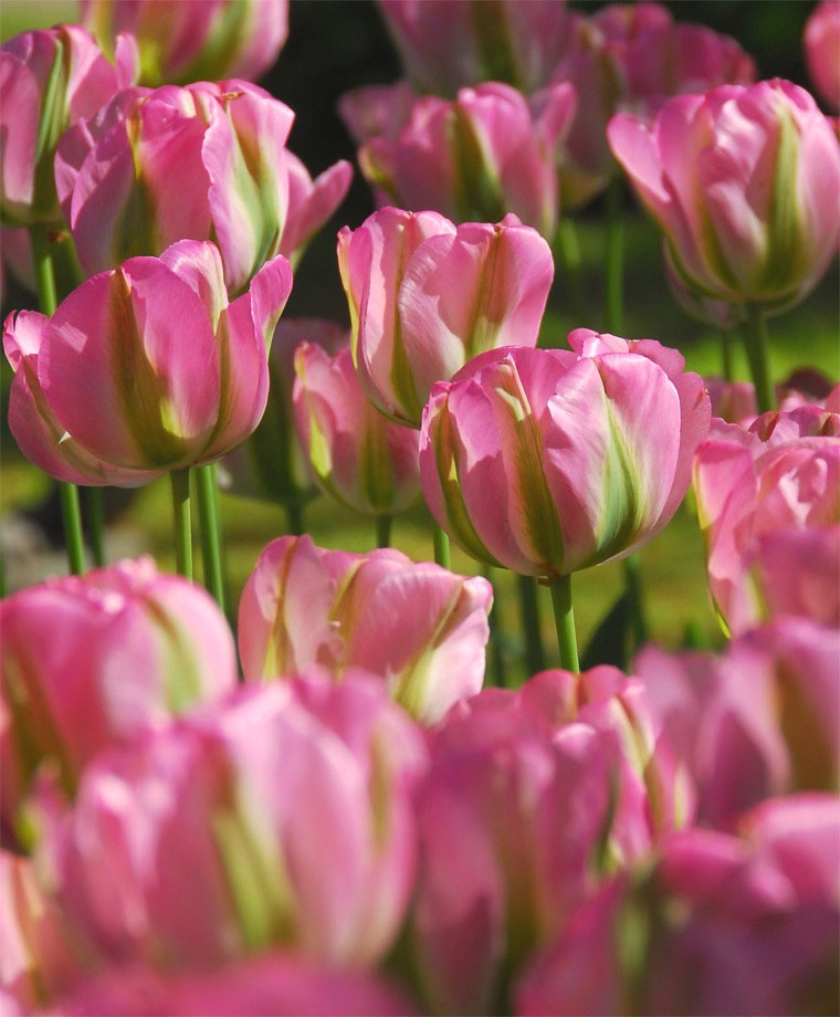 Tulipan Groenland - 5 cebulek w Sklep-Nasiona | Sprawdź ...