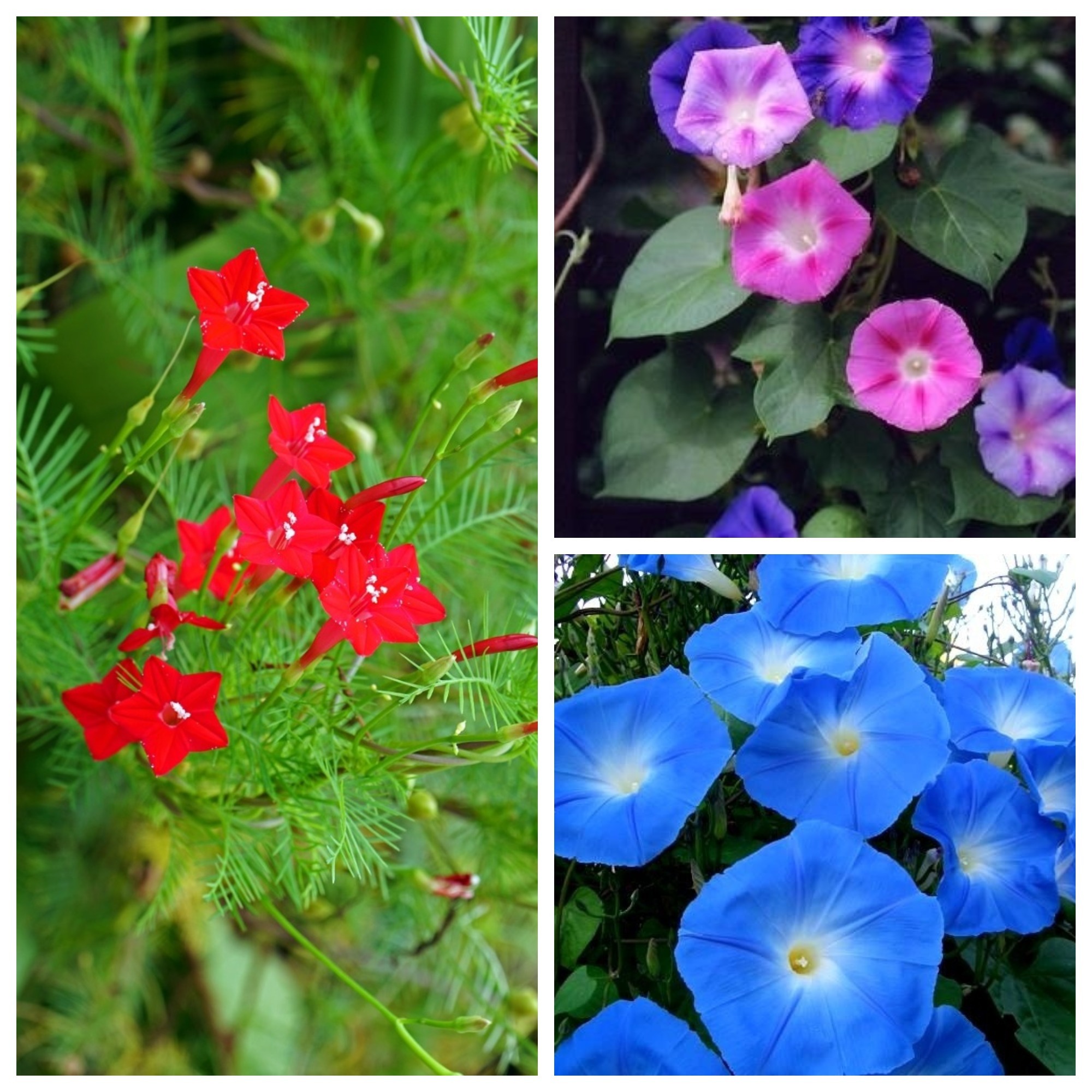 Ипомея сколько. Ipomoea Tricolor семена. Вьюнок ипомея. Ипомея тонколистная. Вьюнок ипомея семена.