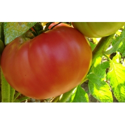 Pomidor Malinowy Olbrzym - 400 nasion