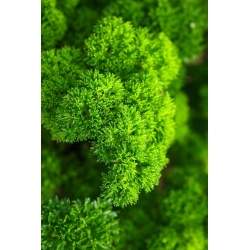 Pietruszka naciowa - Moss Curled - 1200 nasion