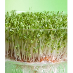 Rzeżucha - nasiona na kiełki - 2250 nasion