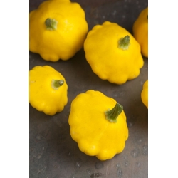 Dynia zwyczajna - Patison żółty Orange - 28 nasion