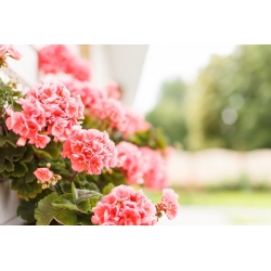 Pelargonia rabatowa łososiowa - 10 nasion