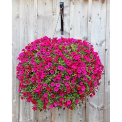 Koszyk wiszący na kwiaty Cottage z mata kokosową - 35 cm