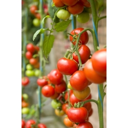 Pomidor wysoki czereśniowy - Pokusa - 400 nasion