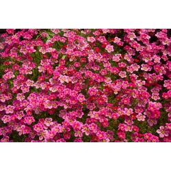 Skalnica – kobierzec różnobarwnych kwiatów - 1000 nasion