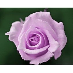 Róża wielkokwiatowa fioletowa - sadzonka z bryłą korzeniową