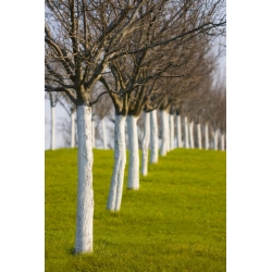 Wapno do bielenia drzew i krzewów - Dolpol - 2 kg