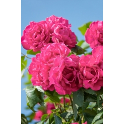 Róża pnąca ciemnoróżowa - sadzonka z bryłą korzeniową