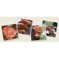 Boczniak różowy - grzybnia na kołkach - Planto