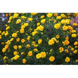 Róża pnąca żółta - sadzonka z bryłą korzeniową