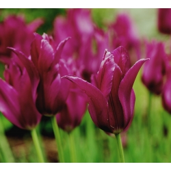 Tulipan Burgundy - 5 cebulek