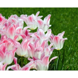 Tulipan Holland Chic - 5 cebulek