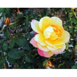 Róża wielkokwiatowa cytrynowo-różowa - sadzonka z bryłą korzeniową