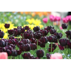 Tulipan Black Hero - 5 cebulek