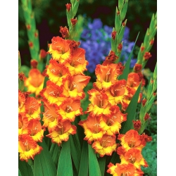 Gladiolus - Mieczyk Sunshine - 5 cebulek