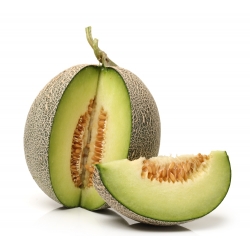 Melon Model - 45 nasion