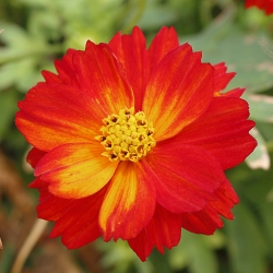 Kosmos Diablo – pomarańczowy - 140 nasion