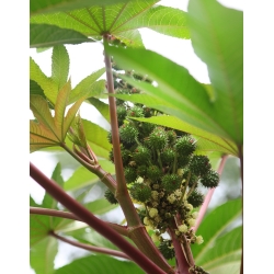 Rącznik zielonolistny - 6 nasion