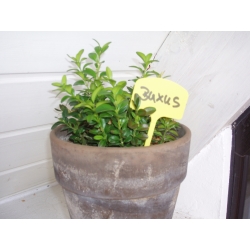 Etykiety do oznaczania roślin - przydatne przy siewie i produkcji sadzonek - 12,5 cm - 10 sztuk