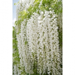 Glicynia chińska, wisteria Alba - biała - przepiękne pnącze - duża sadzonka C2