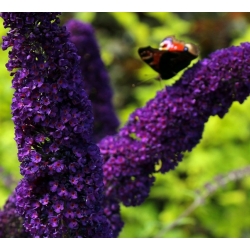 Budleja Dawida purpurowofioletowa Black Knight - Krzew motyli - sadzonka w pojemniku C2