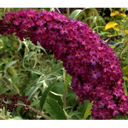 Budleja Dawida purpurowa Royal Red - Krzew motyli - sadzonka w pojemniku C2