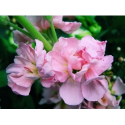 Lewkonia wielopędowa różowa - Liroza - 300 nasion
