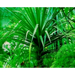 Dracena smocza - 5 nasion
