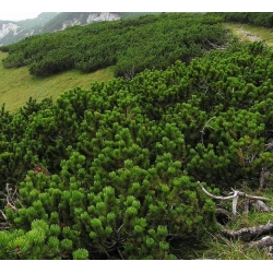 Kosodrzewina, Sosna górska - 40 nasion