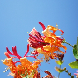 Wiciokrzew Tellmanna - złoto-pomarańczowe kwiaty - sadzonka