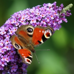 Budleja Dawida Purple Prince - Krzew wabiący motyle - sadzonka
