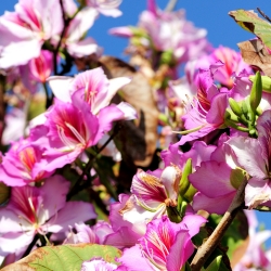 Drzewo storczykowe - Bauhinia