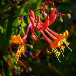 Wiciokrzew Tellmanna - złoto-pomarańczowe kwiaty - sadzonka