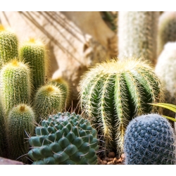 Kaktusy - mieszanka gatunków - 120 nasion