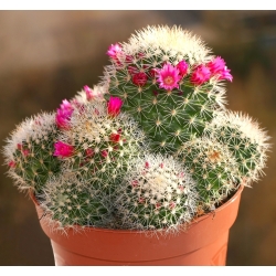 Mamilaria - kaktus meksykański - 50 nasion