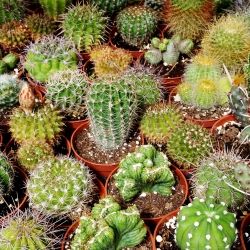 Kaktusy - mieszanka gatunków - 120 nasion