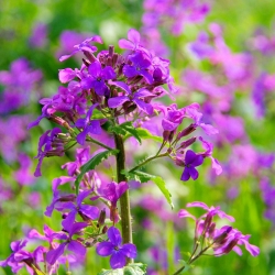 Miesięcznica (Miesięcznica, Lunaria) - 45 nasion