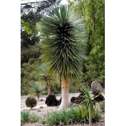 Dracena smocza - 5 nasion