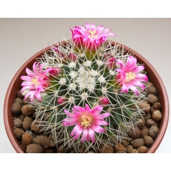 Mamilaria - kaktus meksykański - 50 nasion