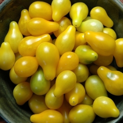Pomidor wysoki żółty Yellow Pearshaped - 120 nasion