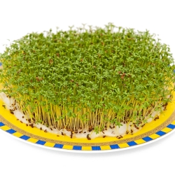 Rzeżucha - nasiona na kiełki - 4500 nasion