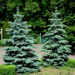 Świerk kłujący - 22 nasiona