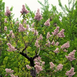 Paulownia omszona – drzewko cesarzy