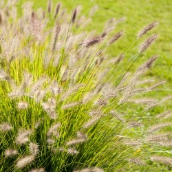 Trawy ozdobne - mieszanka - 200 nasion