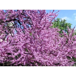 Judaszowiec południowy – drzewo o korze obsypanej kwiatami!